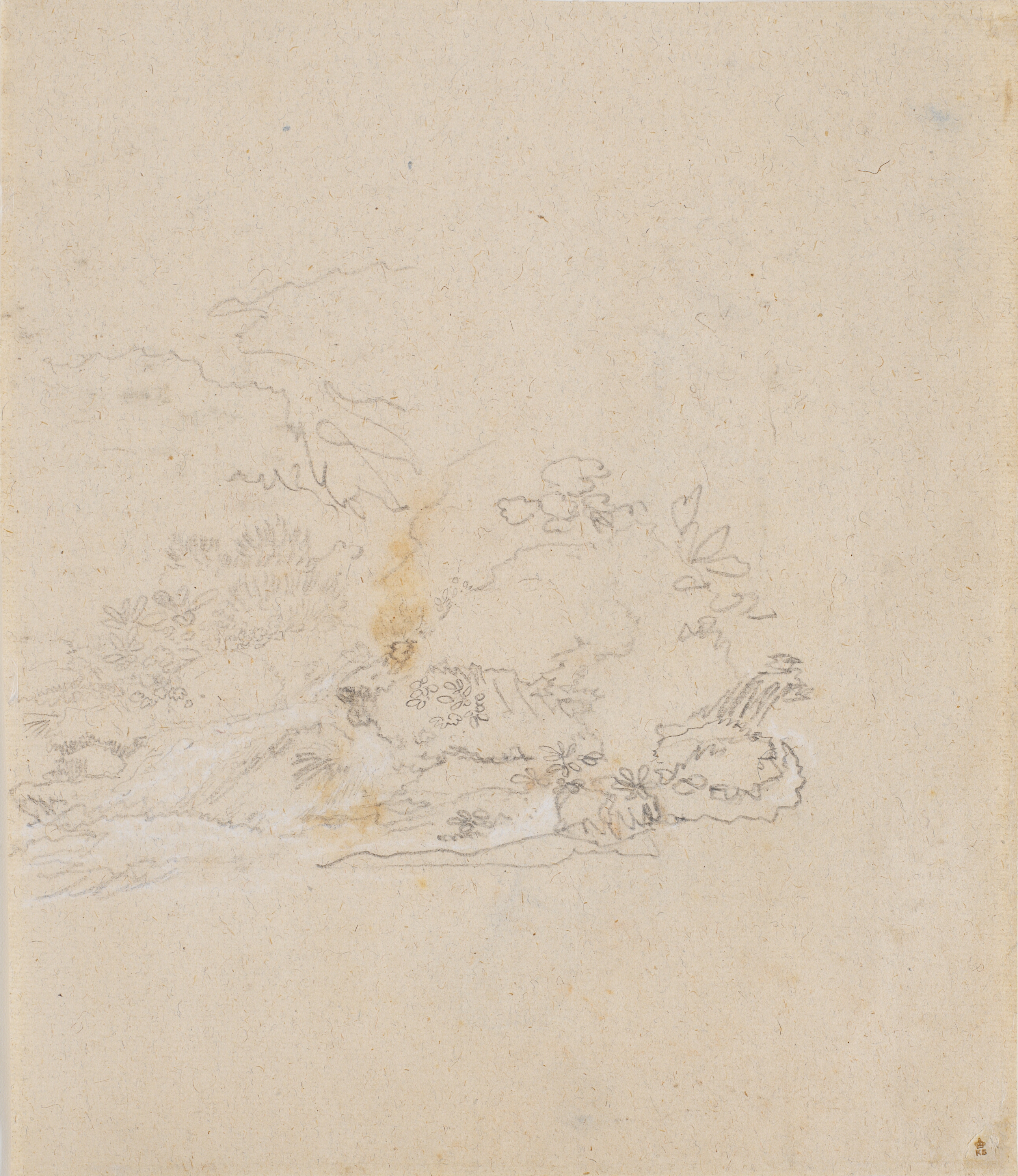 studier af planter ved et vandløb